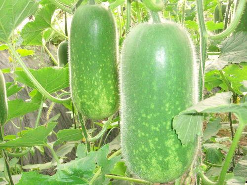 东瓜娱乐娱乐吃瓜酱