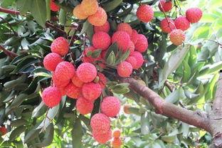 娱乐吃瓜酱桂花树下