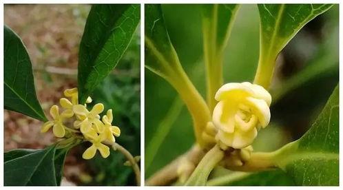 娱乐吃瓜酱桂花树下